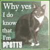 amedia: Seated adult grey-and-white tuxedo-like cat with white toes and the caption WHY YES I DO KNOW I'M PRETTY (Pretty Pom)