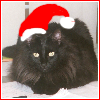 amedia: Fluffy black cat with a red and white stocking cap obviously photoshopped on. (Christmas Dabi)