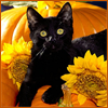 amedia: (Halloween Kitty)