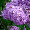 umadoshi: (lilacs 01)