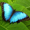lizziebelle: (Blue Butterfly)