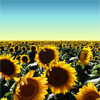 icepixie: ([Photos Stock] Sunflower field)