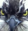 maureenkspeller: (judgemental osprey)