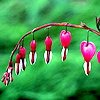 umadoshi: (bleeding hearts 01)