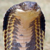 sharp_man: (snek (smug little shit))