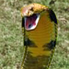sharp_as_knives: (snek (get off my lawn!))