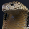 sharp_as_knives: (snek (pretty boy))