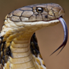 sharp_as_knives: (snek (tongue))