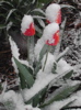 talyen: (snowy tulips)