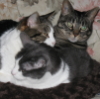 alteredzed: Three cats squished in one cat bed (Default)