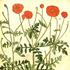 kore: (Poppy illustration in old book)