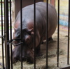 fbhjr: (Hippo)