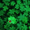 machka: a ladybug sitting in a field of shamrocks (shamrock (jaie))