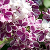 umadoshi: (lilacs 02)