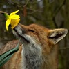 sunlit_stone: Fox smelling yellow flower (fox)