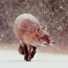 nathanialroyale: (Fox)