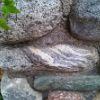 lithophiles: Medium-sized rocks of varying colors and shapes in a stone wall. (Default)