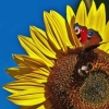 lyskasia: (sunflower)