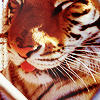 dewut: partial face of a tiger who has his tongue caught between his teeth (Default)
