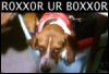 hertinkness: (Beagles R0XX0R)