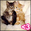 angelina: Kitten love (kittens)