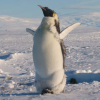alexr_rwx: (mighty penguin)