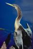 anhinga_anhinga: (Default)