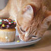 weaselett: (misc - cat + cake)