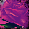 midknightstarr: A digital painting of a rose (misc - Vintage Rose)