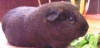 thnidu: a dark brown guinea pig we used to have (dunkelpig)