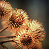 teigh_corvus: ([Misc.] [Plants] Burdock burrs)