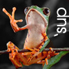 grundyscribbling: tree frog with one hand raised, caption: 'sup ('sup)
