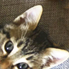 spikewriter: kitten photobombing the lower left corner of the picture. Yes, you're cute. (photobomb)