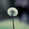 klb: (Make a wish)