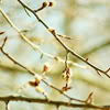 auroracloud: (budding twigs)