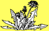 thnidu: a dandelion plant, the symbol of filk (filk)