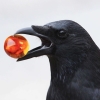 scarletcorvid: (Crow)