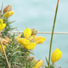 cky: A bunch of gorse at Beachlands (Default)