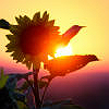 flybirds: A picture of a sunflower in the sun glow. (Sunflower)