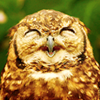 xihe: amused owl (amused owl)