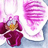 crysothemis: (watercolor orchid)