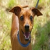 appleadaypets: (Default)