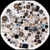 mernalequinox: photo of magnified diatoms (diatoms)