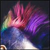flybirds: A rainbow mohawk hair detail. (Mohawk)