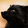 aigue: ([fox] blep)