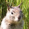 moodyduck: (squirrel)