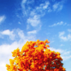 circledown: ([MISC] I ♥ Fall)