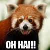 triadruid: Red Panda with the caption "Oh Hai!" (red panda)