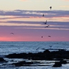 ysilme: Midnight sun at a beach on the Lofotes with gulls in front of a violet sky. (Midnight Sun at Lofotes)