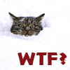 rivestra: (WTFCat)